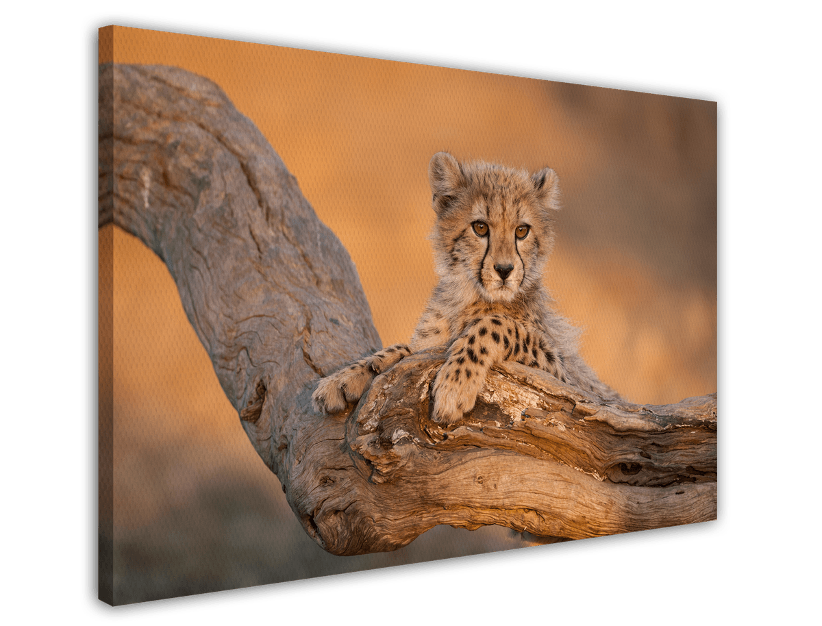 stretched-canvas