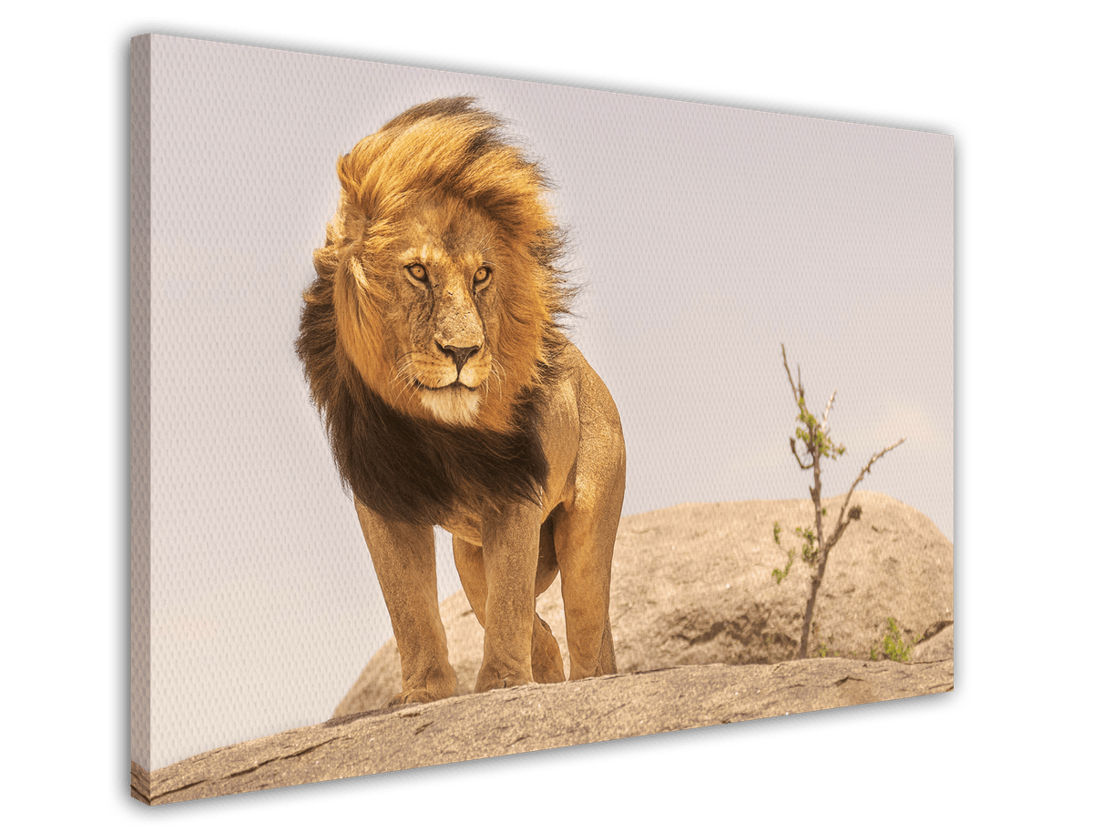 stretched-canvas