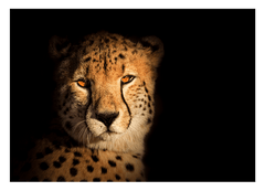 Gepard - Portrait