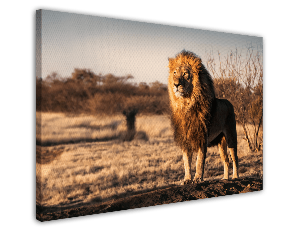 stretched-canvas