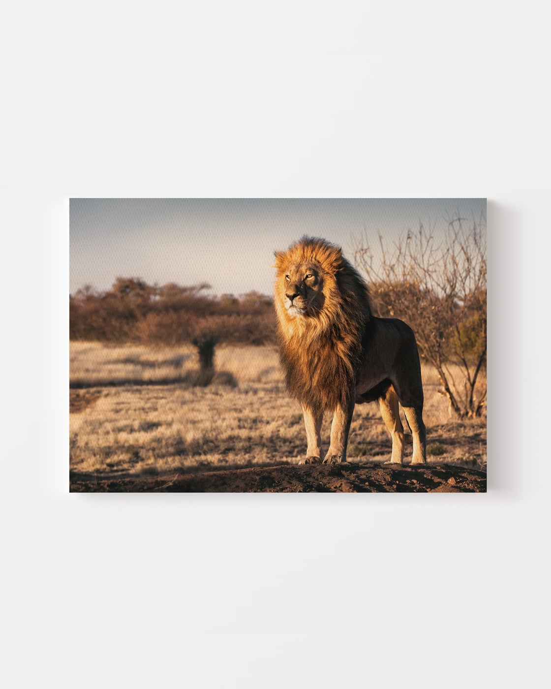 stretched-canvas