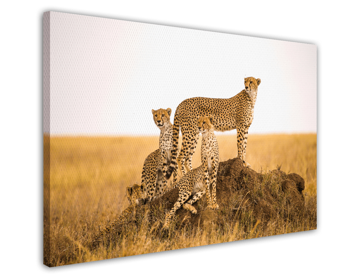 stretched-canvas