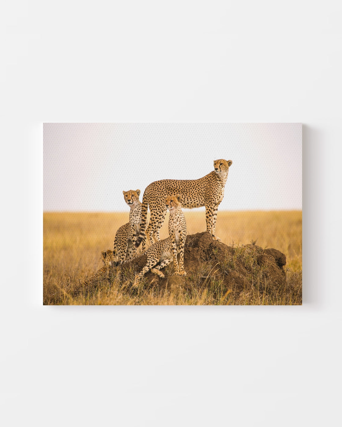 stretched-canvas