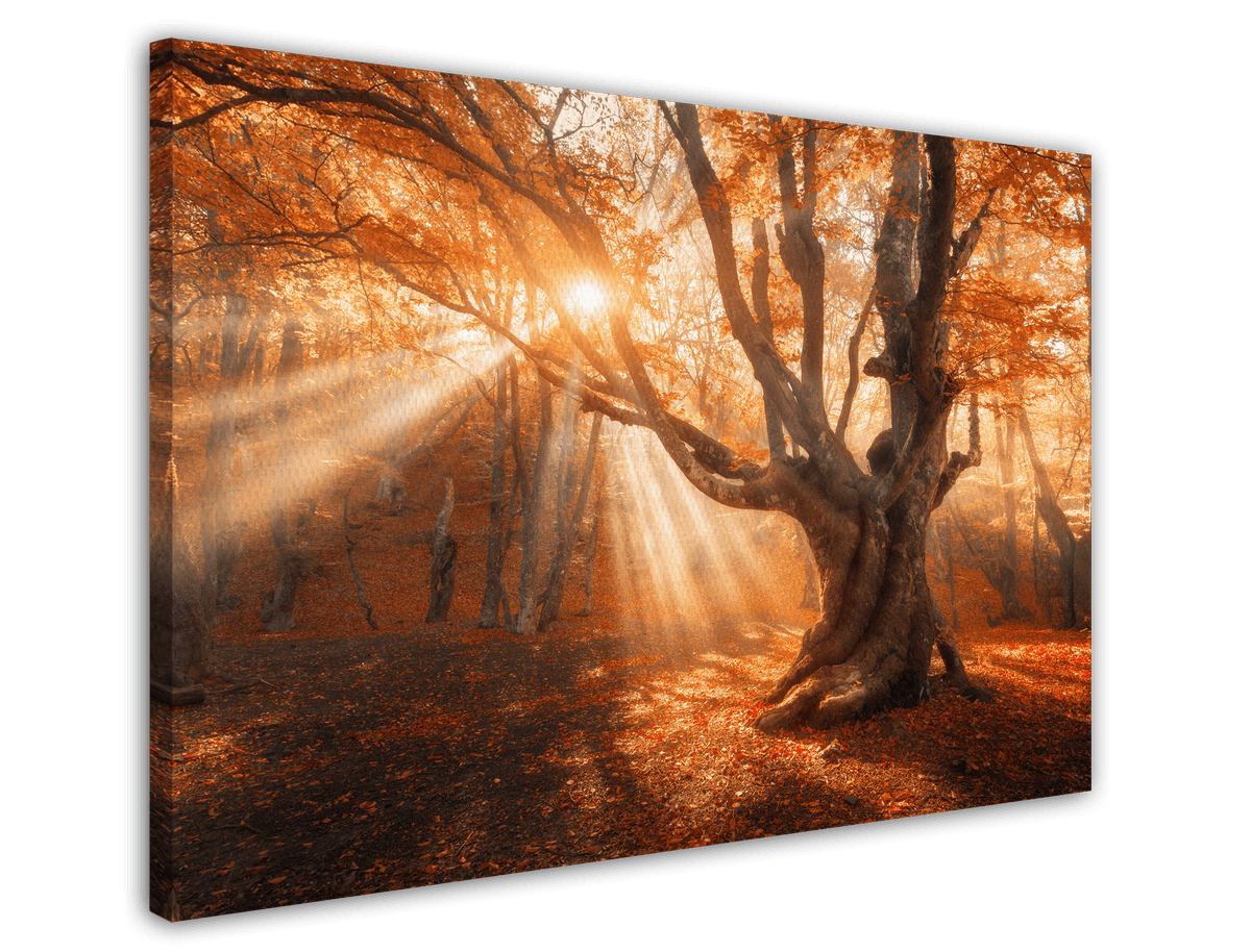 stretched-canvas