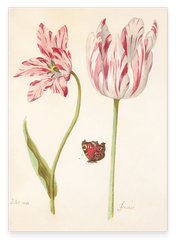 Jacob Marrel - Rot-Weiße Tulpen mit Schmetterling