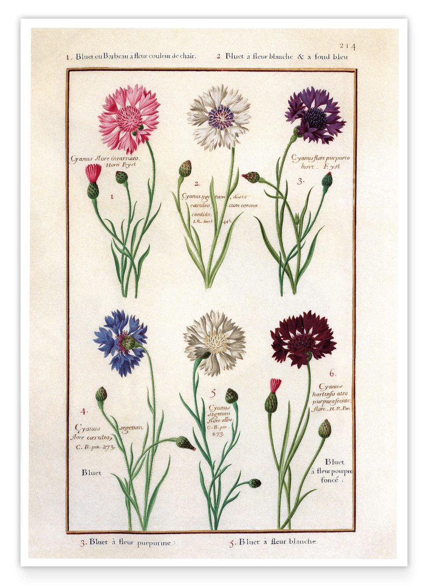 Eine Übersicht blühender Blumen