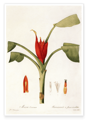 Musa Coccinea - Rote Zwergbanane