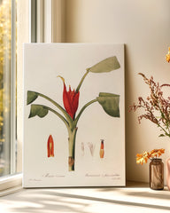 After Hover: Musa Coccinea - Rote Zwergbanane