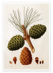 Pinus Pinea - Pinie