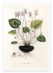 Cyclamen Latifolium - Alpenveilchen