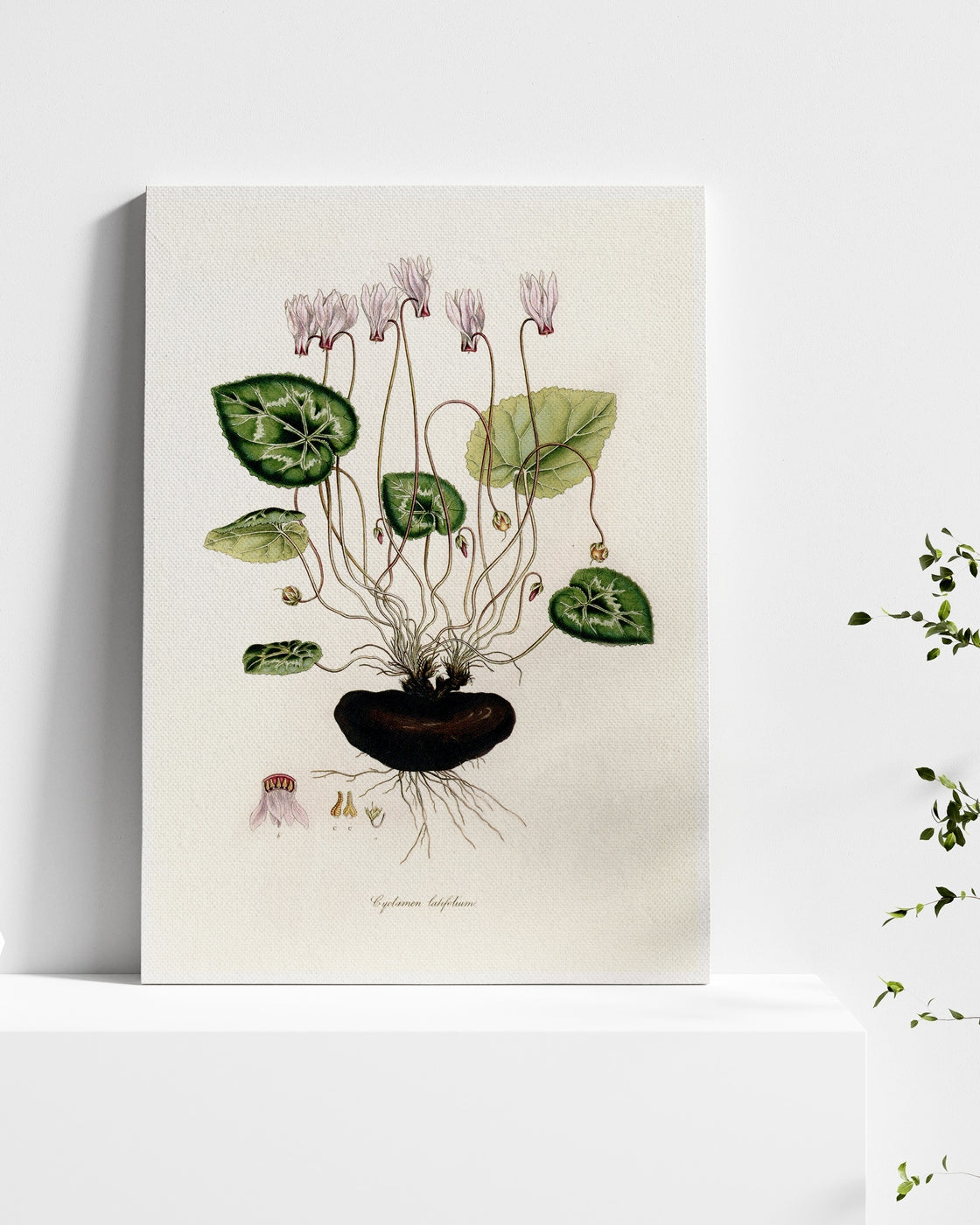 stretched-canvas