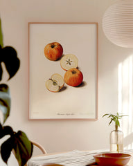 After Hover: Pearmain Royal - Parmäne Apfel