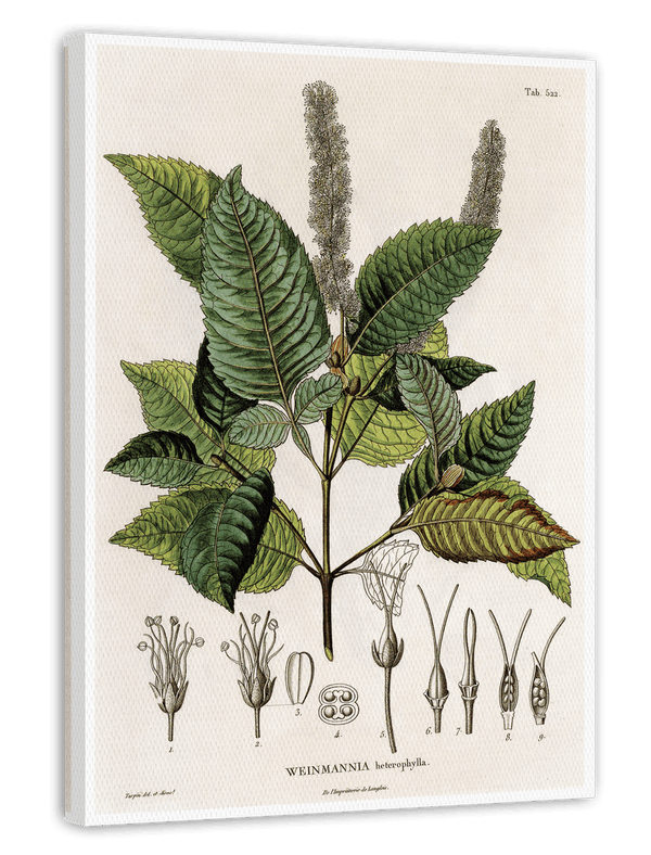 Weinmannia Heterophylla