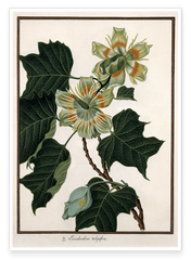 Liriodendron Tulipifera - Tulpenbaum