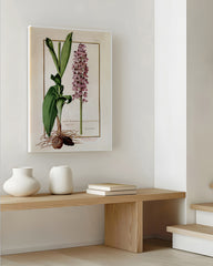 After Hover: Orchis Militaris - Helm-Knabenkraut