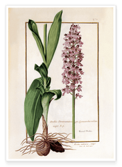 Orchis Militaris - Helm-Knabenkraut