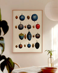 After Hover: Pflaumenarten - Zwetschgen