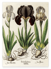 Iris-Blumen