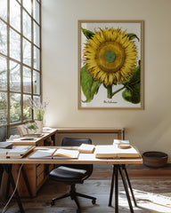 After Hover: Sonnenblume - Gelbe Blüte