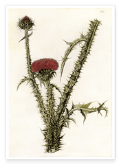 Distel