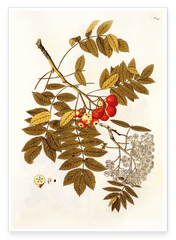 Beeren und Blüten am Zweig