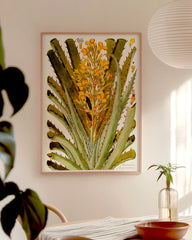 After Hover: Bromelia Chrysantha - gelbe Blüten