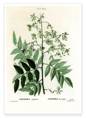 Sophora Japonica - Schnurbaum