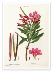 Nerium Oleander - Rosenlorbeer