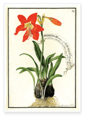 Amaryllis - Rote Belladonnalilie