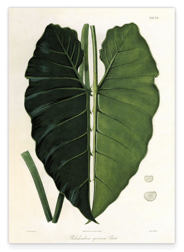 Blatt einer Tropenpflanze