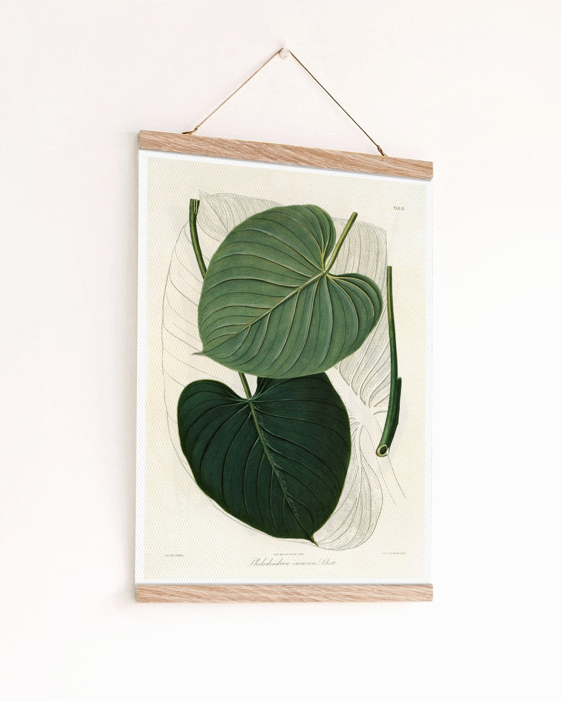 canvas