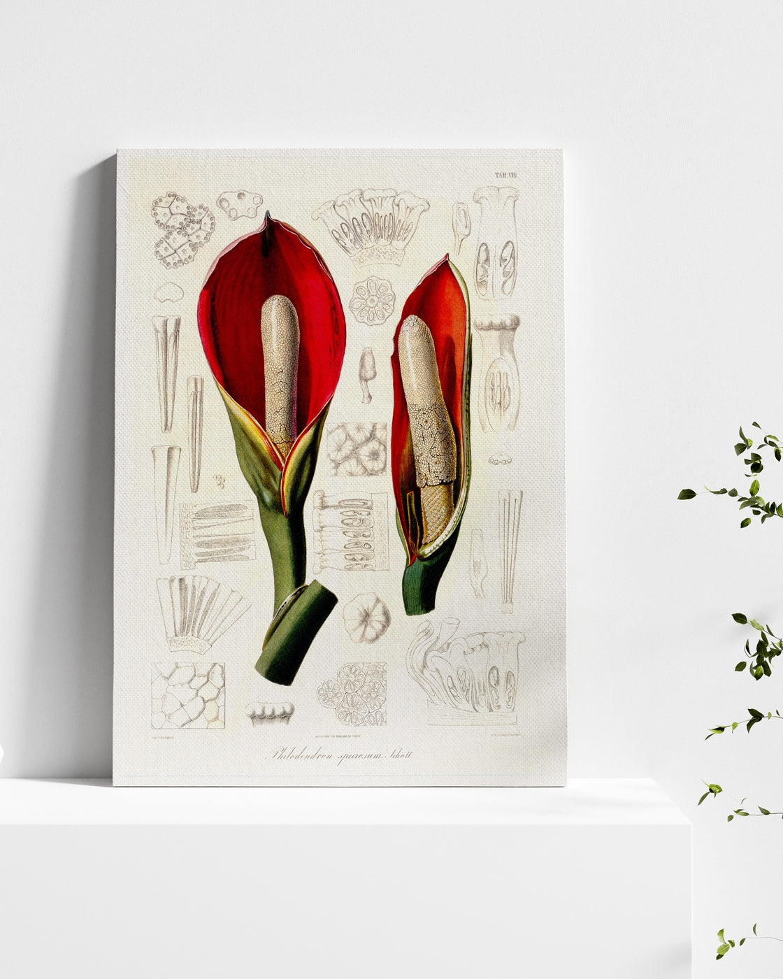 stretched-canvas