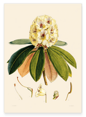 Weißer Rhododendron