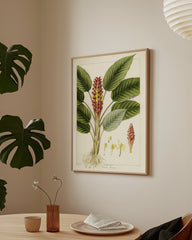 After Hover: Curcuma roscoeana - Kurkuma-Pflanze