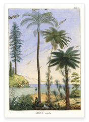 Areca Sapida - Tropische Landschaft