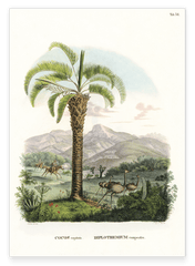 Cocos capitata - Tropische Landschaft