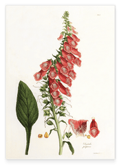 Digitalis Purpurea - Roter Fingerhut