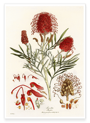 Grevillea Banksii - Silberbaumgewächs mit roten Blüten