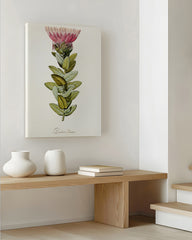 After Hover: Protea Radiata - Königsprotea mit roter Blüte