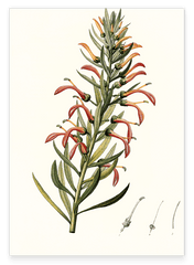 Lobelia Tupa - Teufelstabak