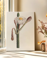 After Hover: Cactus Ambiguus - Kaktus mit weißer Blüte