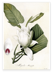 Magnolia Macrophylla - Großblättrige Magnolie