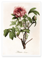 Paeonia - Pfingstrose