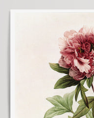 After Hover: Paeonia - Pfingstrose