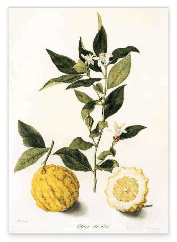 Citrus - Zitronen und Zitronenzweig