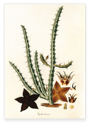 Stapelia Hircosa - Stapelien in Sternform