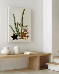 After Hover: Afrikanische Blume Stapelia Hircosa - Stapelien im Vintage Style