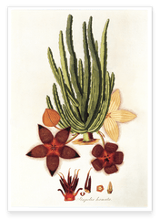 Stapelia Hircosa - Stapelien in Sternform