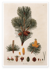 Pinus Pumila - Zwerg-Kiefer - Zweige und Zapfen