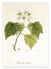 Sparrmannia Africana - Kapländische Zimmerlinde